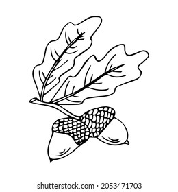 Doodle is an icon of the fruits and leaves of an oak tree. Contour image of an acorn. simple black drawing of plants for stickers, decor, postcards, badges, coloring books, logos. Vector clipart set