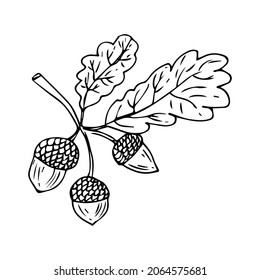 Doodle is an icon of the fruits and leaves of an oak tree. Contour image of an acorn. simple black drawing of plants for stickers, decor, postcards, badges, coloring books, logos. Vector clipart set