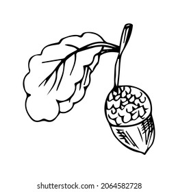 Doodle is an icon of the fruits and leaves of an oak tree. Contour image of an acorn. simple black drawing of plants for stickers, decor, postcards, badges, coloring books, logos. Vector clipart set