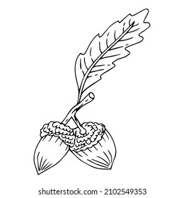 Doodle is an icon of the fruits and leaves of an oak tree. Contour image of an acorn. simple black drawing of plants for stickers, decor, postcards, badges, coloring books, logos. Vector clipart set