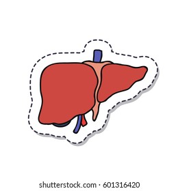 doodle icon. human liver. isolated on white background. vector illustration