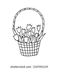 Doodle illustration of basket with tulips isolated on white background. Design element for card, cover, poster, sticker.