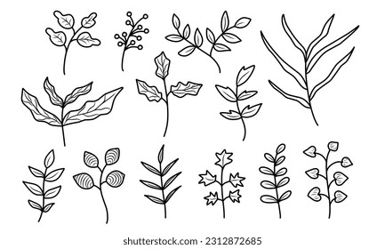 Doodle illustration of branches leaves in different plant. Floral hand drawn line art style. 