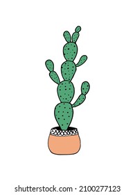 doodle illustration cactus on white