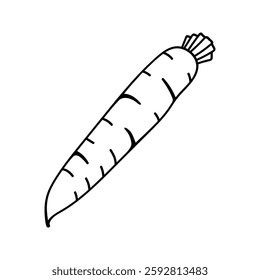 Doodle illustration of carrot. Hand drawn garden vegetables for healthy menu