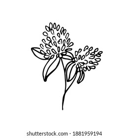 Doodle illustration of clover flowers on a white background