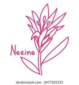 Doodle illustration in the form of a pink nerine with a cute name. Isolated hand-drawn drawing with a wide line. shades of pink on white. Romantic silhouette for a holiday on postcards for a wedding