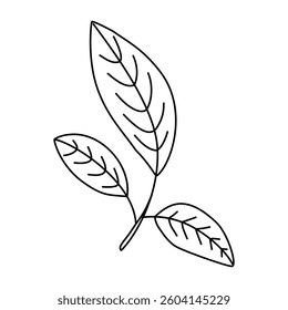 Doodle illustration of leaves. Isolated, on white background