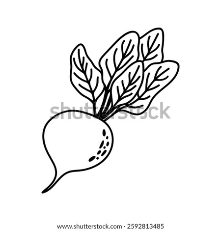 Doodle illustration of sugar beet. Hand drawn garden vegetables for healthy menu
