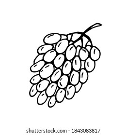 Doodle image of grapes. Vector image of a fruit. Hand-drawn image for print, web, textile.