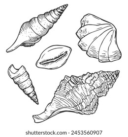 Doodle ink Seashells vector set. Hand drawn illustration on white background. Collection of realistic sketches.