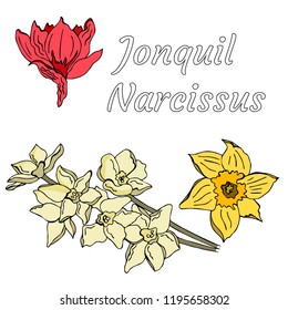 Doodle jonquil flowers in vector. Very beautiful and tender.