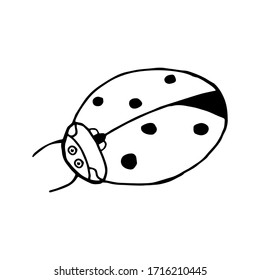 Doodle ladybug. hand drawn of a ladybug isolated on a white background. Vector illustration sticker, icon, design element