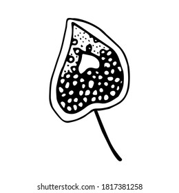  Doodle  leaf, hand-drawn, zen art, Spring. Summer.Autumn. Black and white vector illustration on isolated background. Coloring for adults antistress.