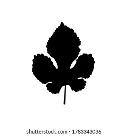 Doodle leaf icon isolated on white. Stencil leaf of mulberry. Vector stock illustration. EPS 10