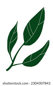 Imagen de hoja de doodle. Planta larga dibujada a mano aislada en fondo blanco. Hoja verde de limón con venas. Señal de verano de hierba. Ilustración vectorial floral para interiores, jardinería, vacaciones. Afiche botánico ecológico