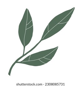 Doodle leaf image. Hand-drawn long plant isolated on white background. Green lemon leaf with veins. Herb summer sign. Vector floral illustration for interior, gardening, holiday. Eco botanical poster