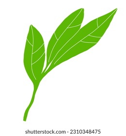 Doodle leaf image. Hand-drawn long plant isolated on white background. Green lemon leaf with veins. Herb summer sign. Vector floral illustration for interior, gardening, holiday. Eco botanical poster