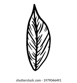 Doodle leaf on isolated white background. Forest leaves. Vector illustration.