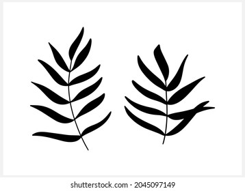 Doodle Leaf Of Palm Or Fern Icon Isolated On White. Part Tree. Plant Vector Stock Illustration. EPS 10