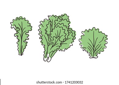 Doodle lettuce. Hand drawn stylish fruit and vegetable. Vector artistic drawing fresh organic food. Summer illustration vegan ingrediens for smoothies