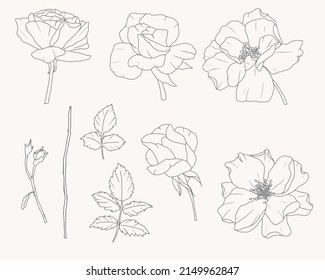 doodle line art rose flower bouquet elements collection