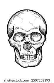 Doodle line art vector illustration of a human skull