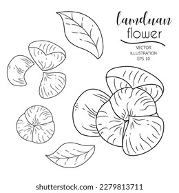 Doodle line floral vector illustration. Petal, bud, leaf, flower, Melodorum frucosum Lour or Dandelion isolated ready to use on white background. and arrange your own flowers