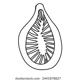 Doodle line fruit slice drawing. Vector illustration