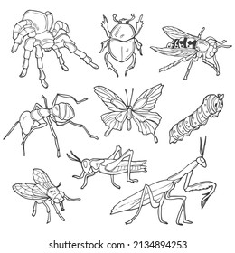 Doodle line Insects set. Vector sketch of hand drawn insects.