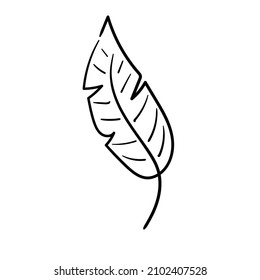 Doodle line palm leaf icon. Hand drawn leaf. Sketch black and white plant branch. Vector line art illustration isolated on white background.