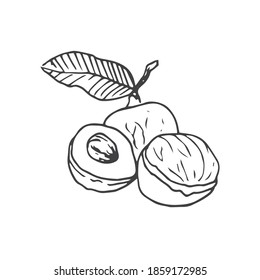 doodle longan, longan fruit, nutrition, Thailand fruits, longan logo