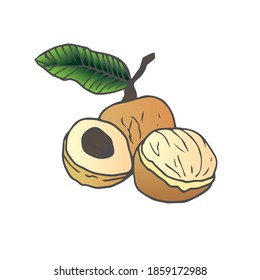 doodle longan, longan fruit, nutrition, Thailand fruits, longan logo