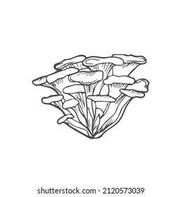 Doodle Maitake mushrooms hand drawn vector sketch, isolated on white