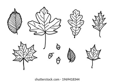 Doodle maple, oak, elm leaves and acorns set. Cute nature doodle leaves. Black and white hand drawn leaf. Vector illustration