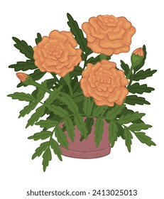 Doodle of marigolds in a pot. Spring time flower clipart. Cartoon vector illustration isolated on white background.