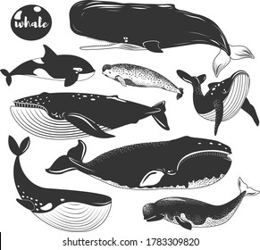 Doodle Marine Animal Whale Species Collections