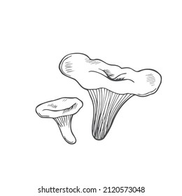 Doodle mushroom chanterelle in line. Isolated vector on white background