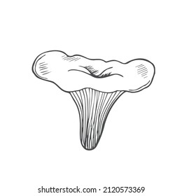 Doodle mushroom chanterelle in line. Isolated vector on white background