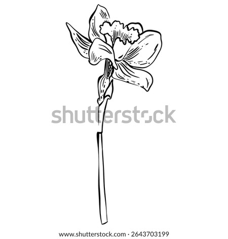 Doodle Narcissus  flower. Hand Drawn in doodle style. Good for greeting cards and invitations of the wedding, birthday, Valentine's Day, mother's day and other seasonal holiday