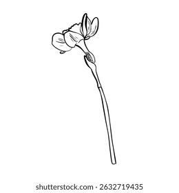 Doodle narcissus  flower sketch. Good for greeting cards and invitations of the wedding, birthday, Valentine's Day, mother's day and other seasonal holiday