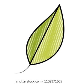 doodle natural exotic leaf botanic plant