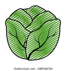 doodle natural lettuce vegetable organic food
