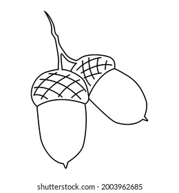 Doodle oak acorns. Vector illustration hand-drawn by a contour. Isolated on a white background
