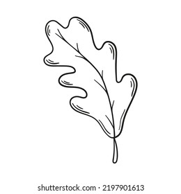 Doodle oak leaf isolated on a white background. Hand drawn, simple outline illustration. It can be used for decoration of textile, paper.