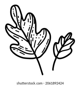 Doodle oak leaf. Vector illustration of linear leaves
