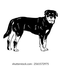 Doodle One Line Drawn Rottweiler . Black Curve Rottweiler dog, vector sketch