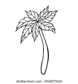 Doodle one palm tree on a white background.The vector tree can be used for summer designs ,postcards,textiles,coloring books, and stickers.