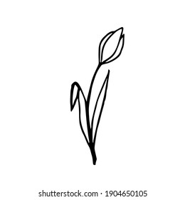 Doodle one tulip  on a white background isolated. Can be used for packaging design, textiles, business cards, wedding decor 