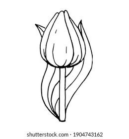 Doodle one tulip on a white background.Vector flower can be used in holiday designs,textiles, advertising, packaging, menus,postcards.